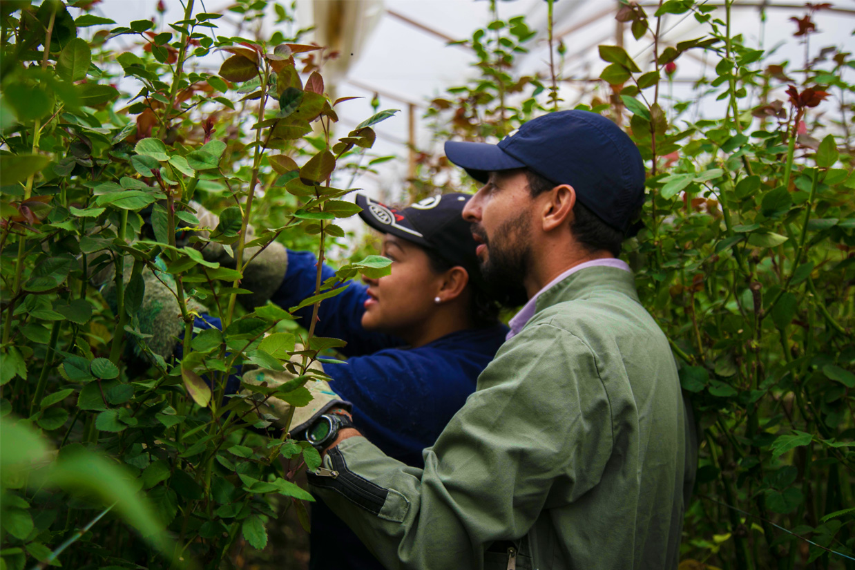 Mountain Roses Sas Mountain Roses | TRABAJE CON NOSOTROS